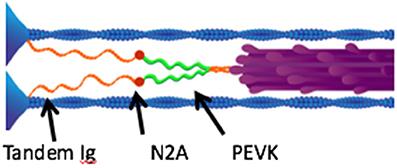 Physiological Mechanisms of Eccentric Contraction and Its Applications: A Role for the Giant Titin Protein